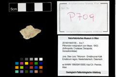 Foto (Objekt + Etikett) von Pithonoton marginatum (von Meyer, 1842)  (NHMW-GEO-2014-0194-0709)